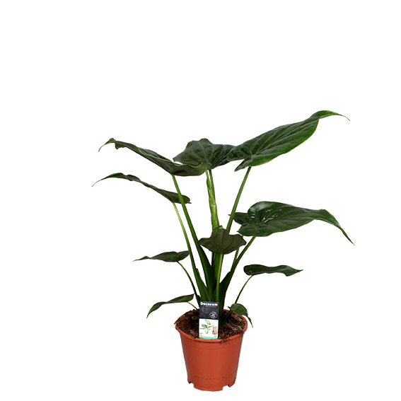 Kambarinis augalas, alokazija "Cucullata", vazonėlio skersmuo 12 cm.