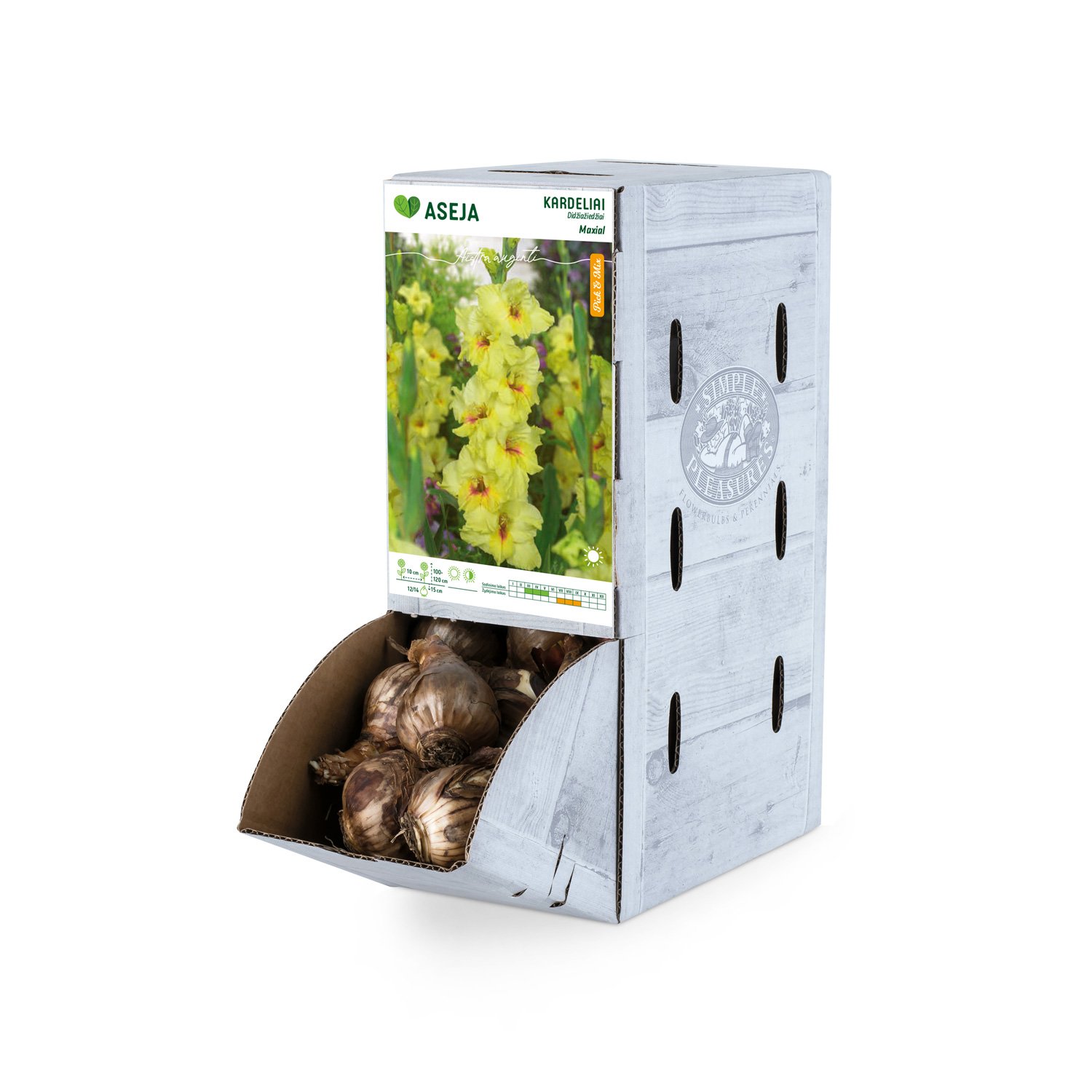 Didžiažiedžio kardelio svogūnėlis ASEJA Maxial, 1 vnt., 12/14, Rackbox, 83945500, (P)