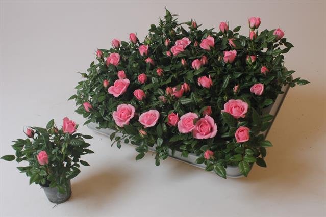 Daugiametė gėlė, roželė, įvairi, vazonėlio skersmuo 6 cm.