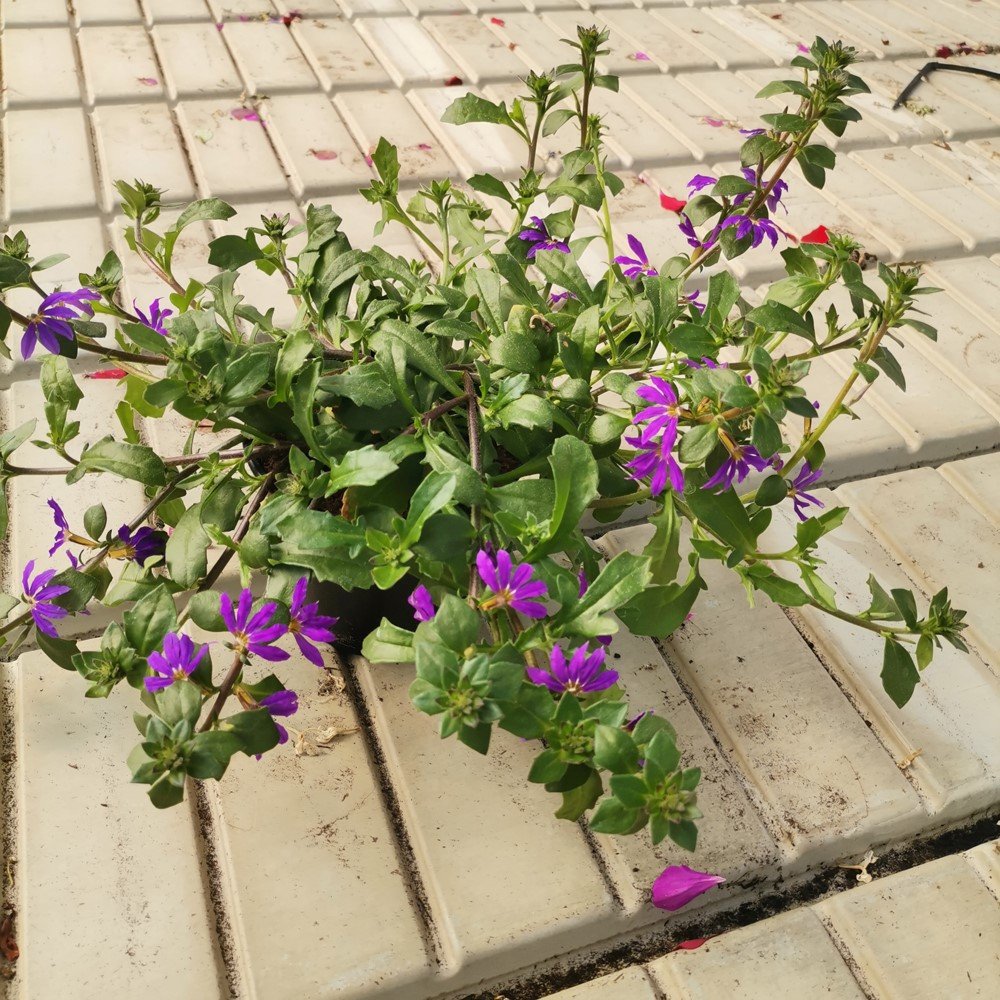 Vienmetė gėlė, karpažolė "Diwali Shower", vazonėlio skersmuo 11 cm.