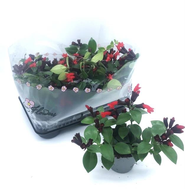 Kambarinis augalas, eschinantas "Mona Lisa", vazonėlio skersmuo 11 cm.