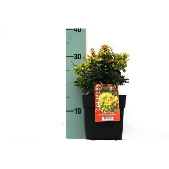 Dekoratyvinis krūmas, raugeriškis "Goldalita", vazono skersmuo 17 cm.