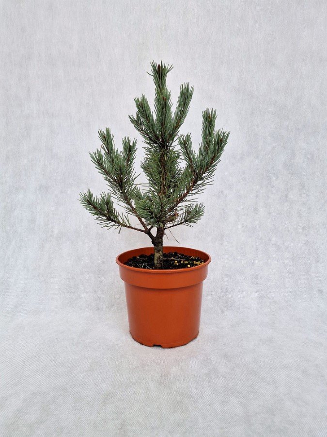 Spygliuotis, pušis paprastoji "Watereri", vazonėlio skersmuo 19 cm.