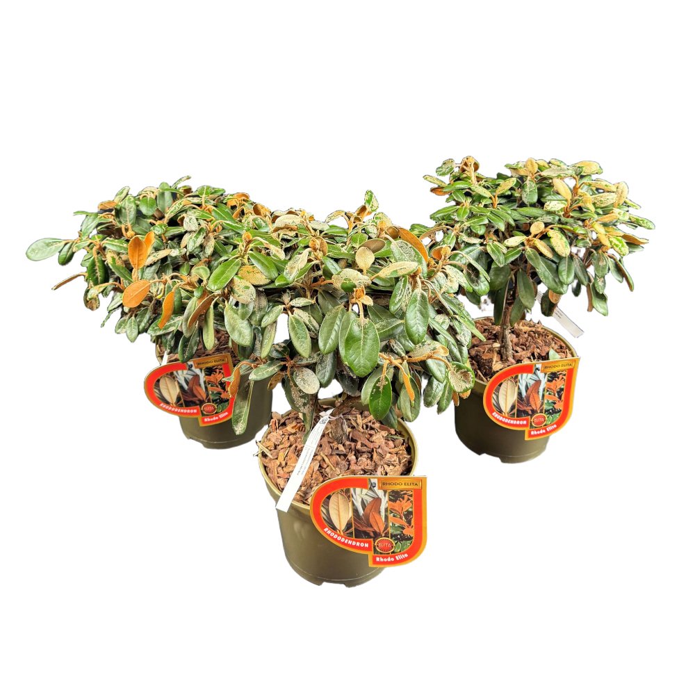 Dekoratyvinis krūmas, rododendras, Elite Collection, vazonas 5 l.