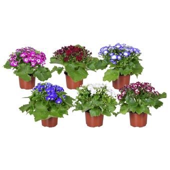 Kambarinis augalas, perikalis, vazonėlio skersmuo 13 cm.