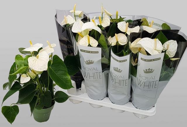 Kambarinis augalas, antūris (baltas), vazonėlio skersmuo 14 cm.