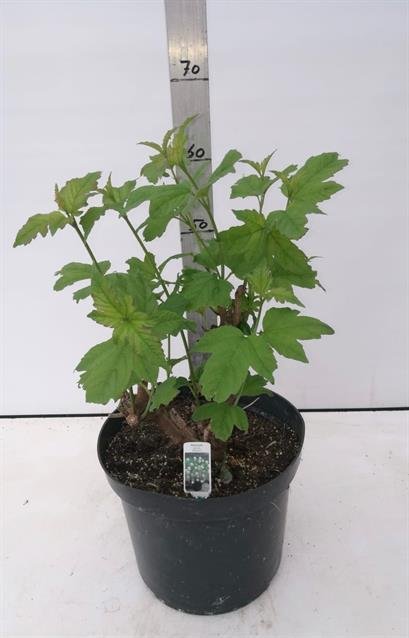 Dekoratyvinis krūmas, putinas "Roseum", vazono skersmuo 30 cm.