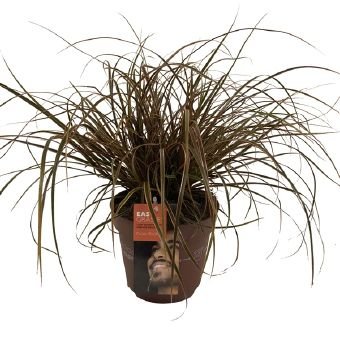 Žolinis augalas, unicija "Everflame", vazono skersmuo 17 cm.