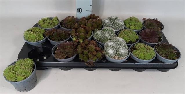 Alpinariumo augalas, perkūnropė, vazonėlio skersmuo 9 cm.