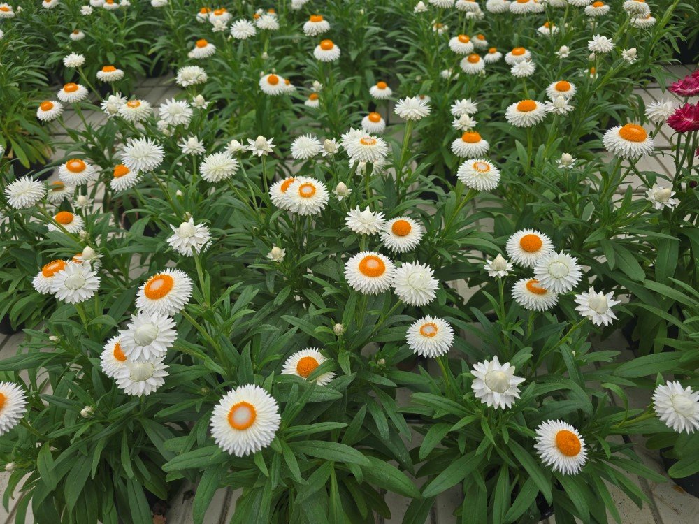 Vienmetė gėlė, šlamutis darželinis, vazonėlio skersmuo 12 cm.