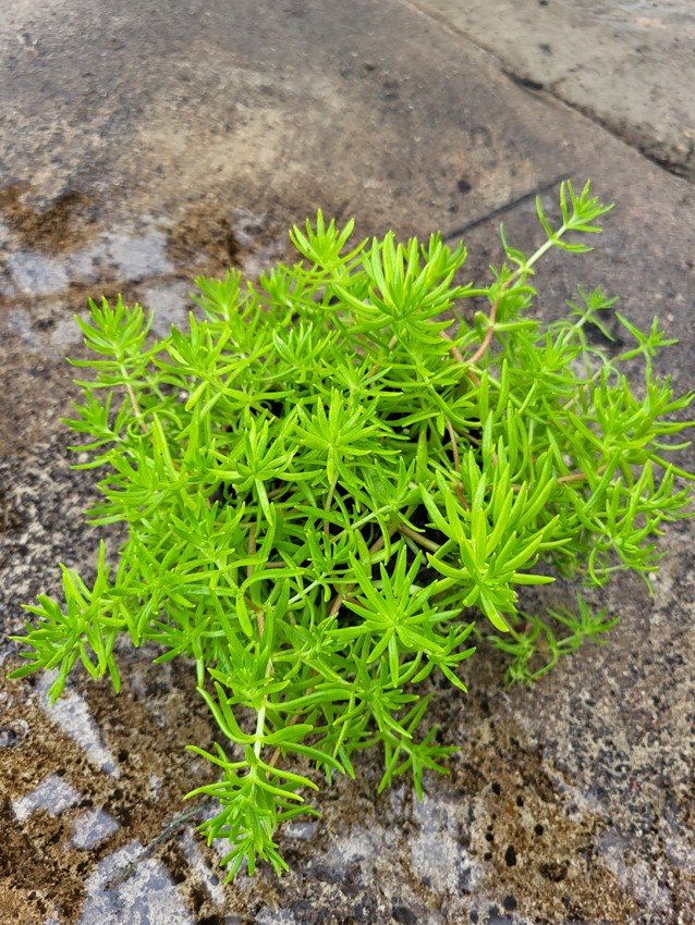 Vienmetė gėlė, šilokas, vazonėlio skersmuo 10 cm.