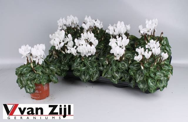 Kambarinis augalas, ciklamenas "Sup Carino", vazonėlio skersmuo 11 cm.