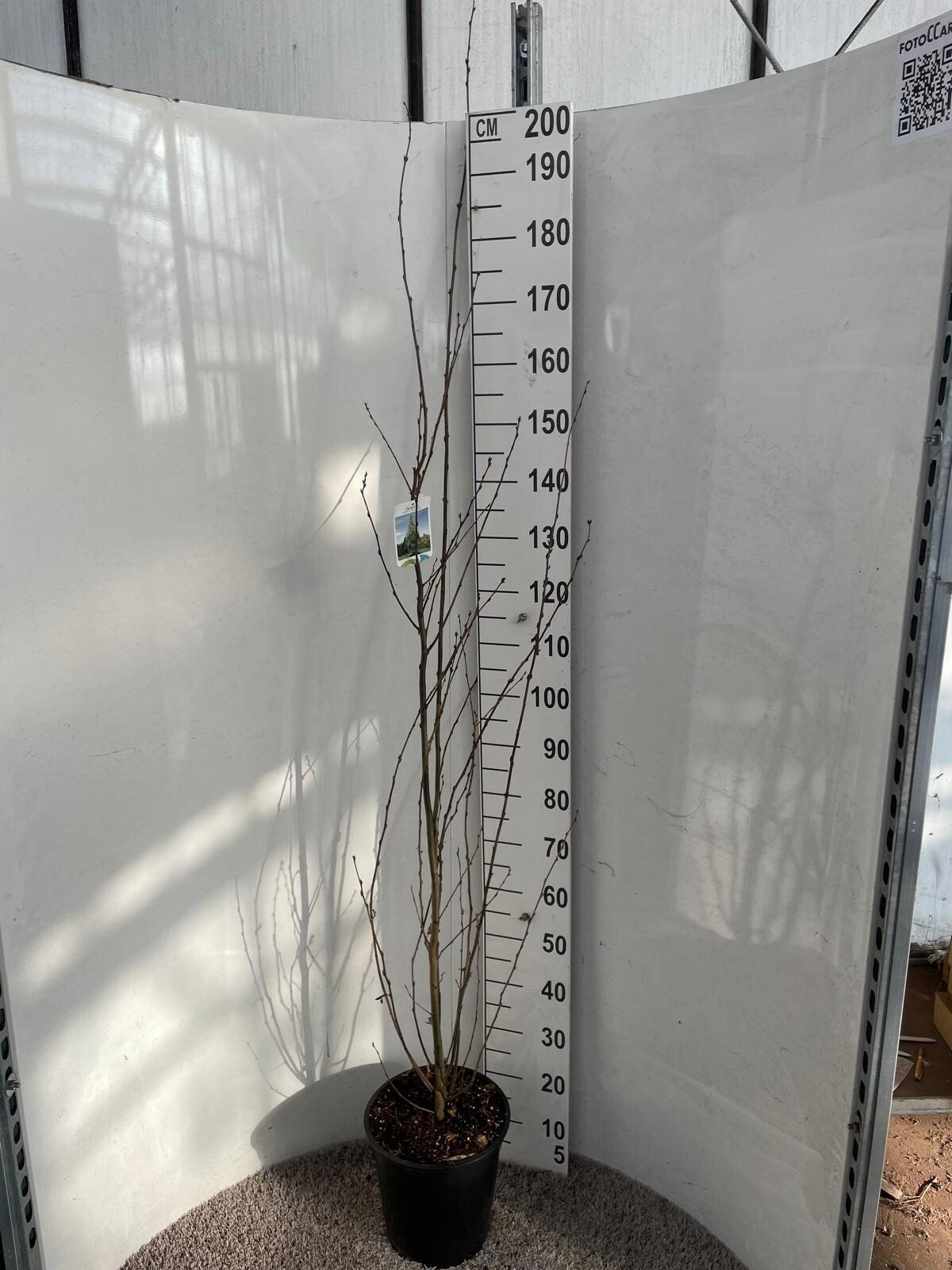 Dekoratyvinis krūmas, skroblas koloninis, vazonėlio skersmuo 28 cm.