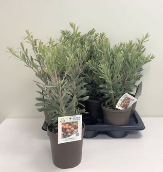 Kambarinis augalas, protėja, vazonėlio skersmuo 17 cm.