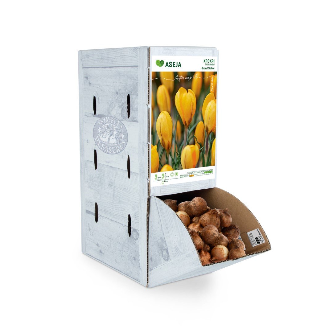 Didžiažiedžio kroko Grand Yellow svogūnėlis ASEJA, 1 vnt., 7/8, Rackbox, 64042107, (R)