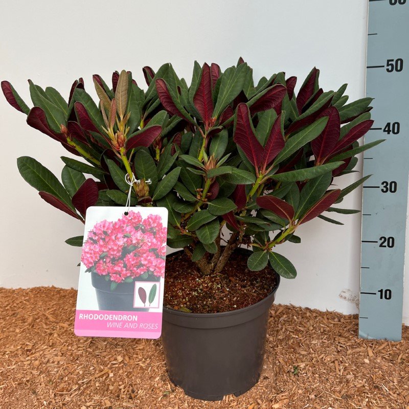 Dekoratyvinis krūmas, rododendras "Wine & Roses", vazonas 6,5 l.