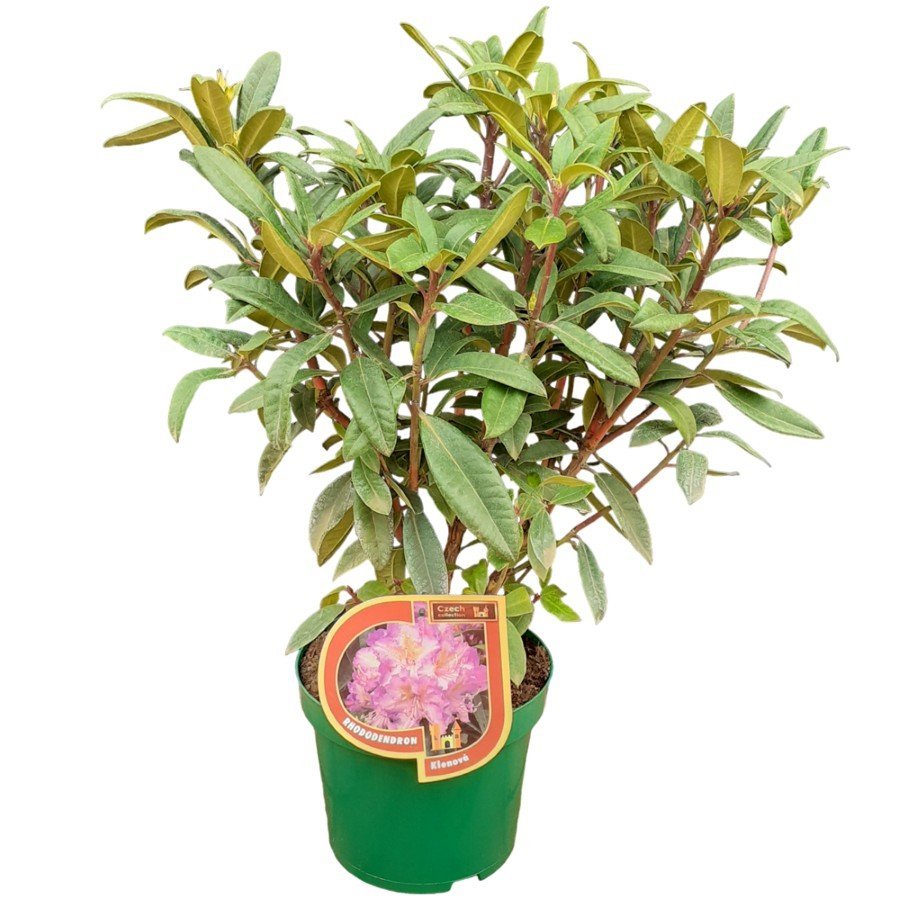 Dekoratyvinis krūmas, rododendras, Čekijos kolekcija, įvairios veislės, vazonas 5 l.