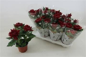 Vienmetė gėlė, chrizantema "Cosmo Bordeaux", vazonėlio skersmuo 12 cm.