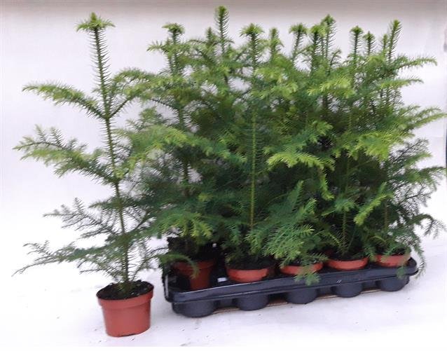 Kambarinis augalas, araukarija (Araucaria heterophylla), vazonėlio skersmuo 11 cm.