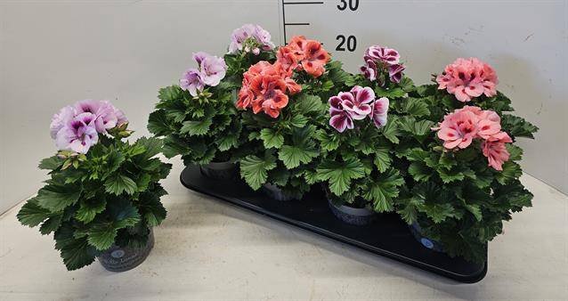 Vienmetė gėlė, pelargonija (įvairios), vazonėlio skersmuo 12 cm