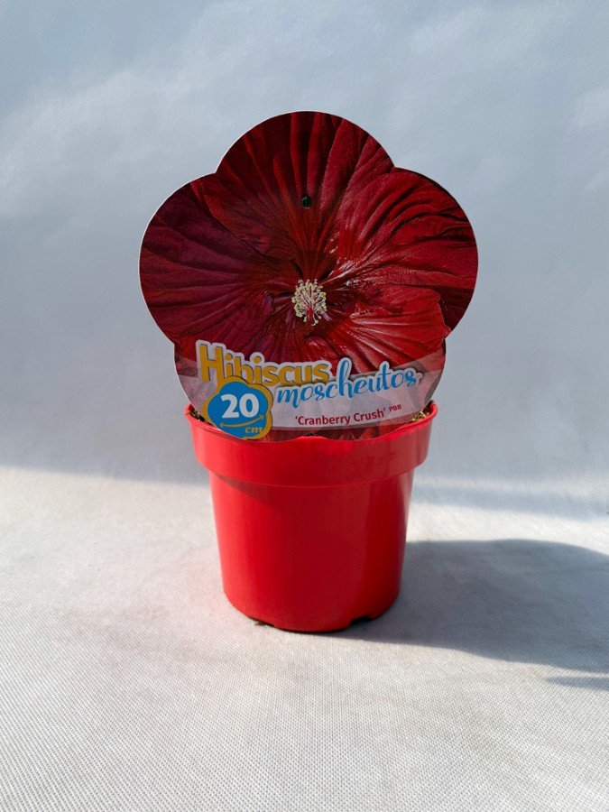 Daugiametė gėlė, kinrožė "Cranberry Crush", vazonas 2 l.