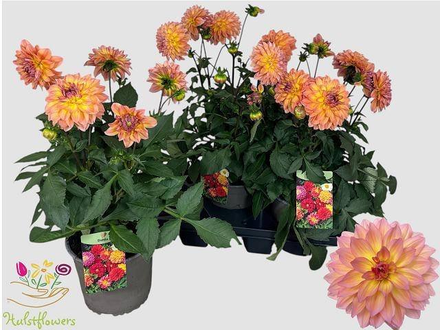 Vienmetė gėlė, jurginas "Garden Peachx3", vazonėlio skersmuo 19 cm.