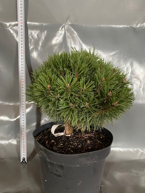 Spygliuotis, pušis kabelinė "Titus", vazonėlio skersmuo 23 cm.