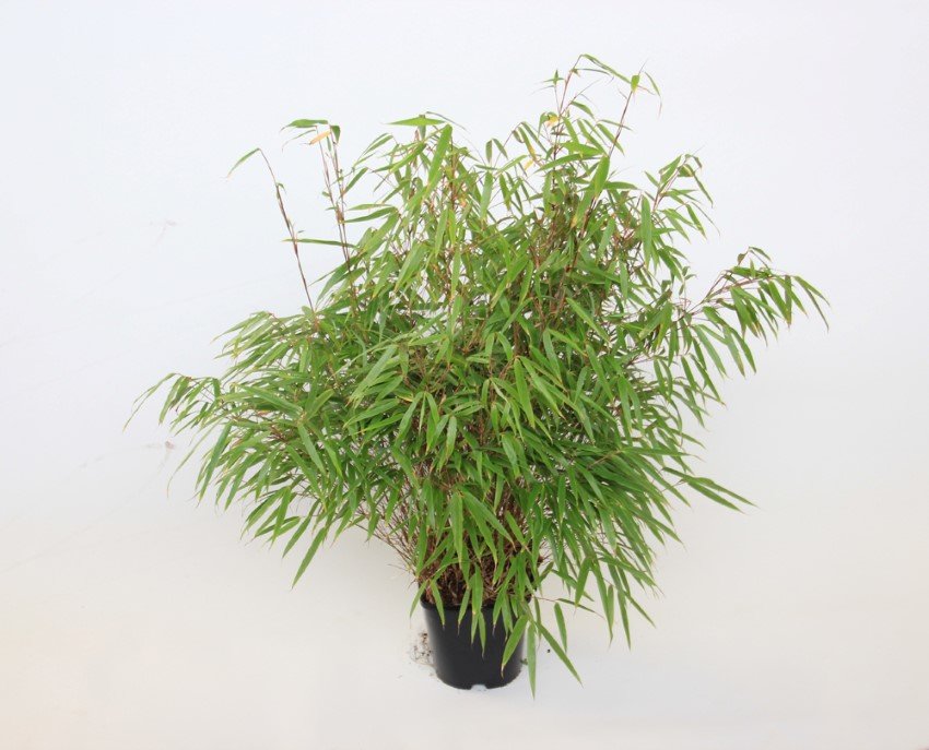 Žolinis augalas, skėtinis bambukas "Early Green", vazonas 2 l.