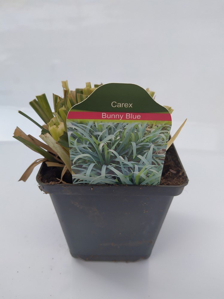 Žolinis augalas, viksva "Bunny Blue", vazonėlio skersmuo 11 cm.