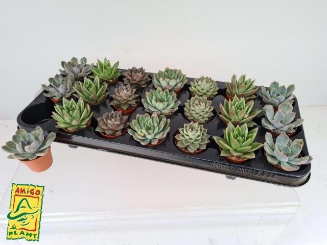 Kambarinis augalas, kalvorė (eševerija), vazonėlio skersmuo 6 cm.