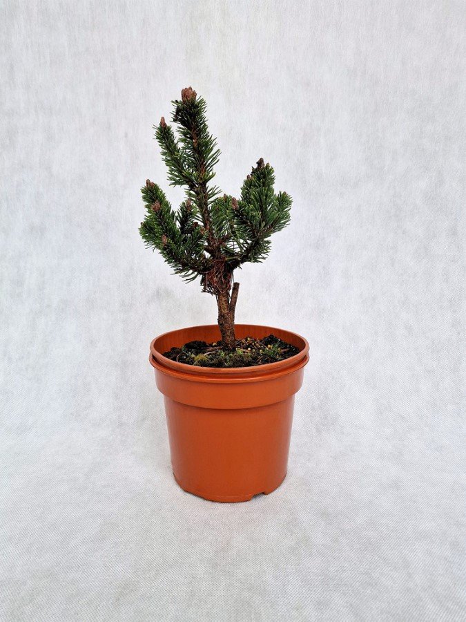 Spygliuotis, pušis kalninė "Klosterkotter", vazonėlio skersmuo 19 cm.