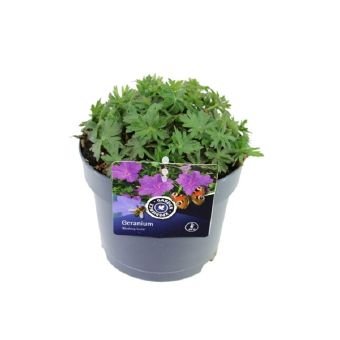 Daugiametė gėlė, snaputis "Blushing Turtle", vazono skersmuo 17 cm.