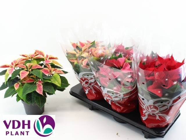 Kambarinis augalas, puansetija, įvairios, vazonėlio skersmuo 13 cm.