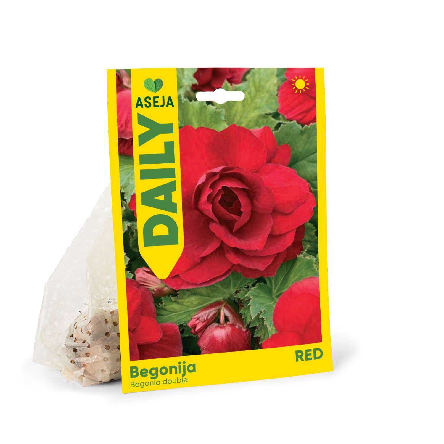 Pilnavidurės begonijos svogūnėlis ASEJA Daily Red, 1 vnt., 3/4, 83990503, (P)