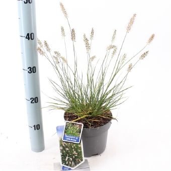 Žolinis augalas, soruolė pašiaušėlinė "Little Bunny", vazono skersmuo 17 cm.