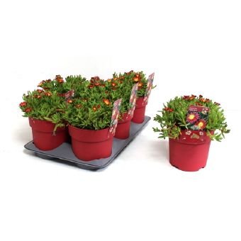 Alpinariumo augalas, mudrė "Suntropics Red", vazono skersmuo 15 cm.