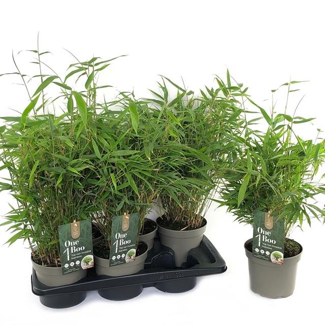 Žolinis augalas, skėtinis bambukas, vazonėlio skersmuo 17 cm.