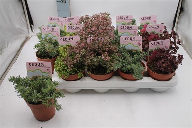 Alpinariumo augalas, šilokas, įvairūs, vazonėlio skersmuo 10 cm.