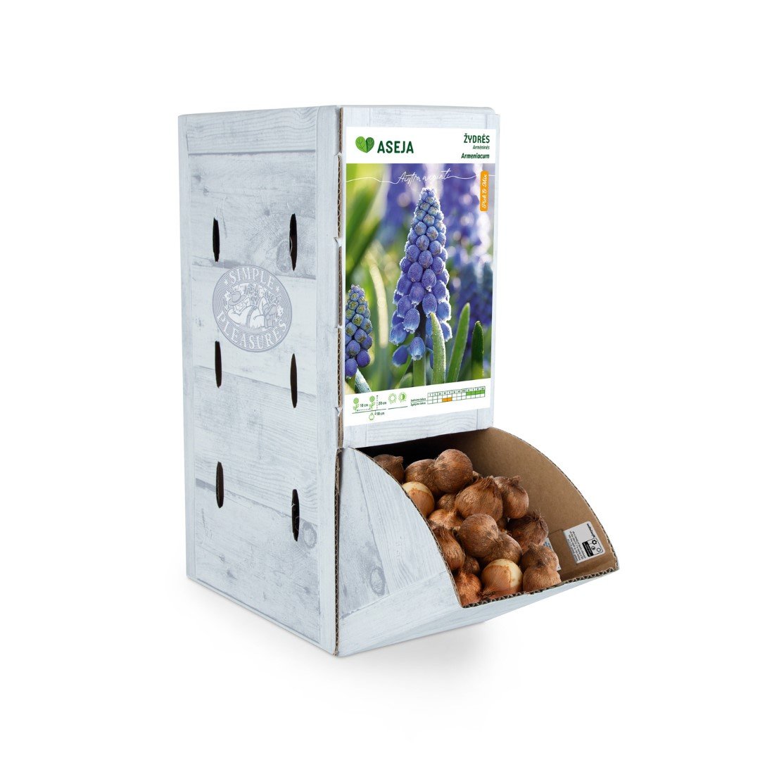Armėninės žydrės svogūnėlis ASEJA, 1 vnt., 7/8, Rackbox, 64042807, (R)