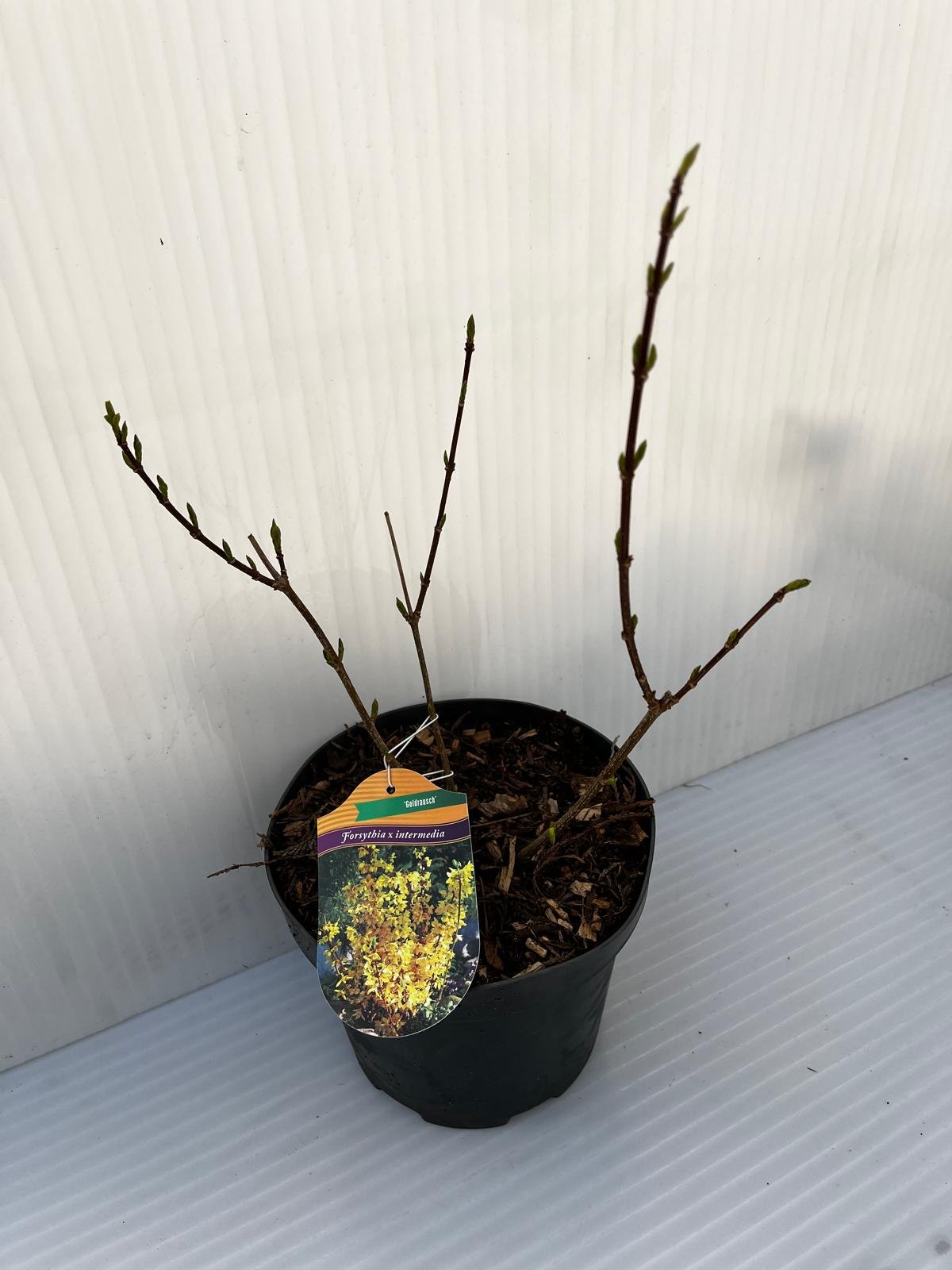 Dekoratyvinis krūmas, forsitija, vazonas 3 l.