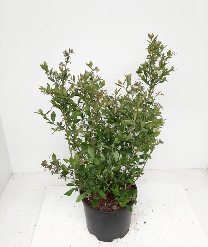 Vaiskrūmis, šilauogė "Hortblue Poppins", vazonėlio skersmuo 17 cm.