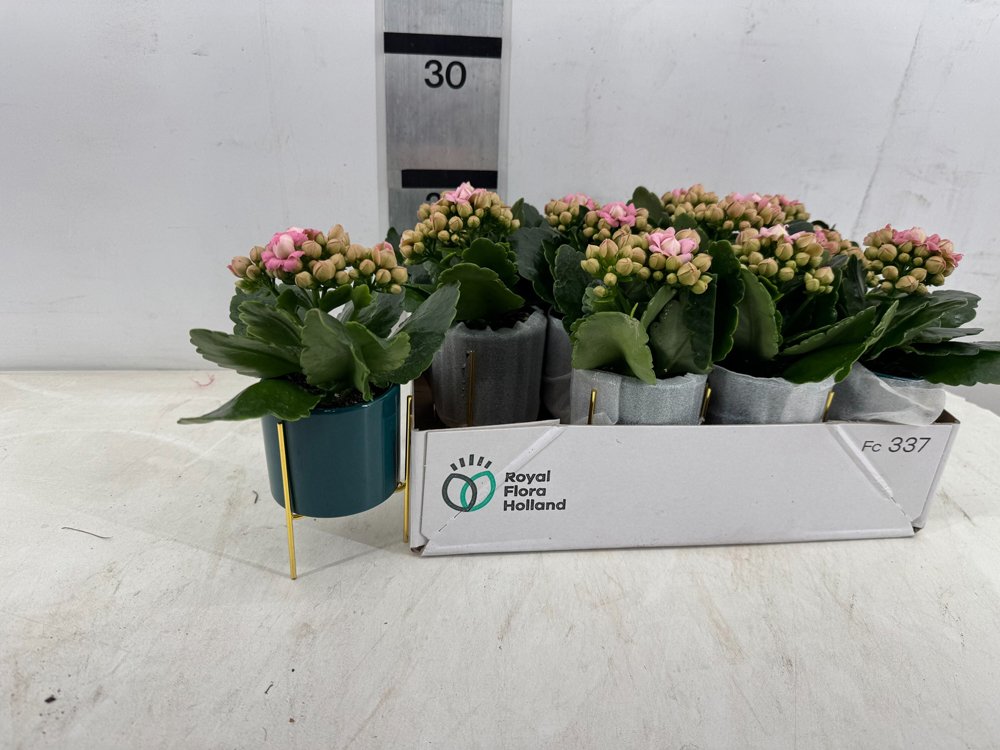 Kambarinis augalas, kalankė, kompozicija, vazonėlio skersmuo 8 cm.