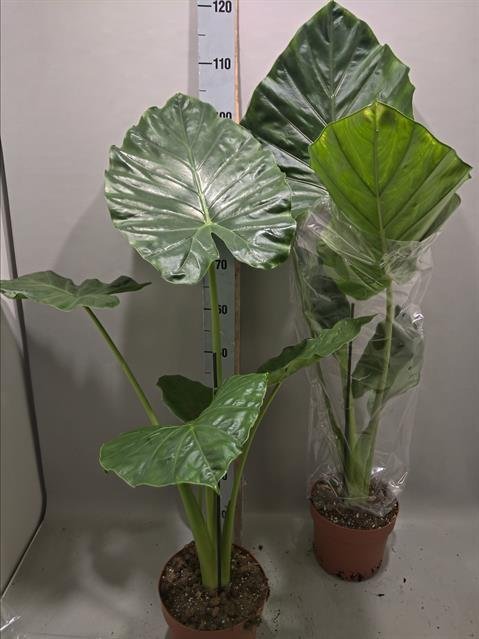 Kambarinis augalas, alokazija stambiašaknė, vazonėlio skersmuo 21 cm.