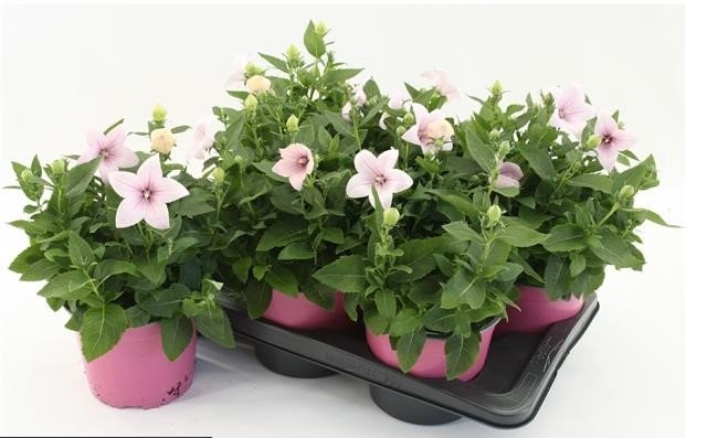 Daugiametė gėlė, plačiavarpis "Astra Pin", vazonėlio skersmuo 17 cm.