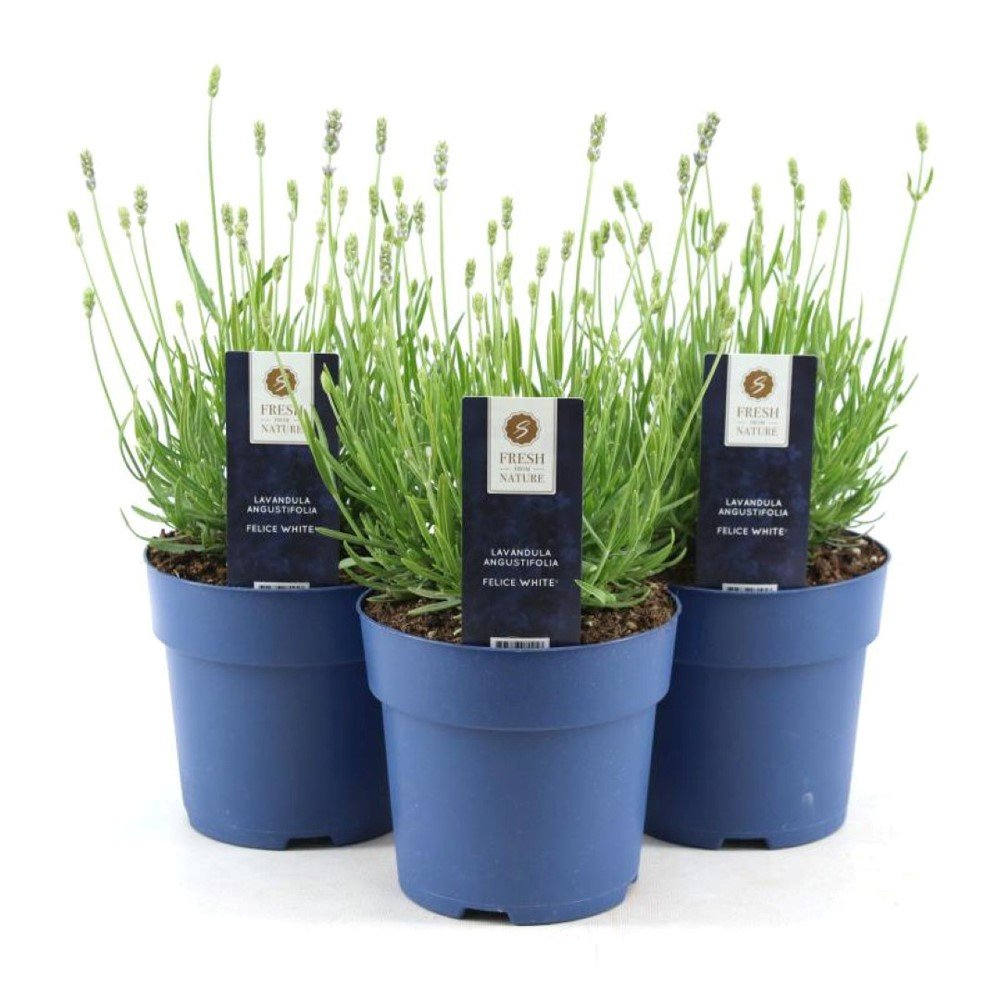 Daugiametė gėlė, levanda "Felice White", vazonėlio skersmuo 15 cm.