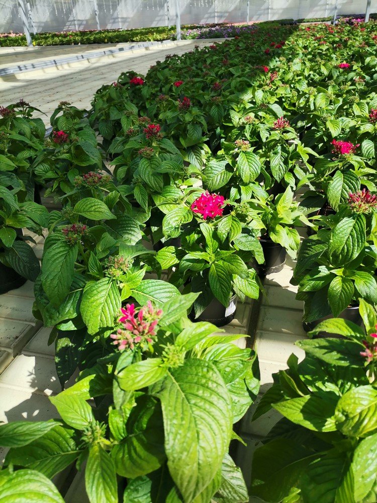 Vienmetė gėlė, pentas, vazonėlio skersmuo 11 cm.