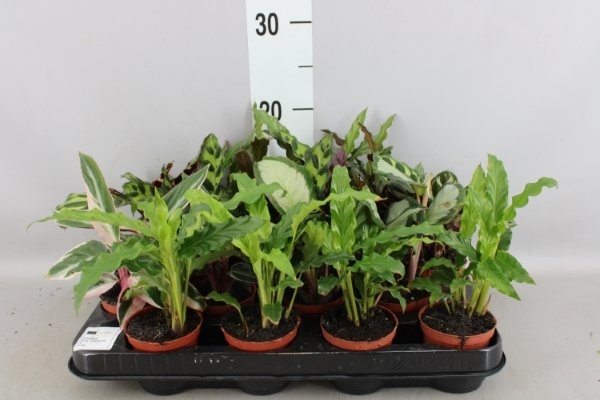 Kambarinis augalas, kalatėja, vazonėlio skersmuo 7 cm.