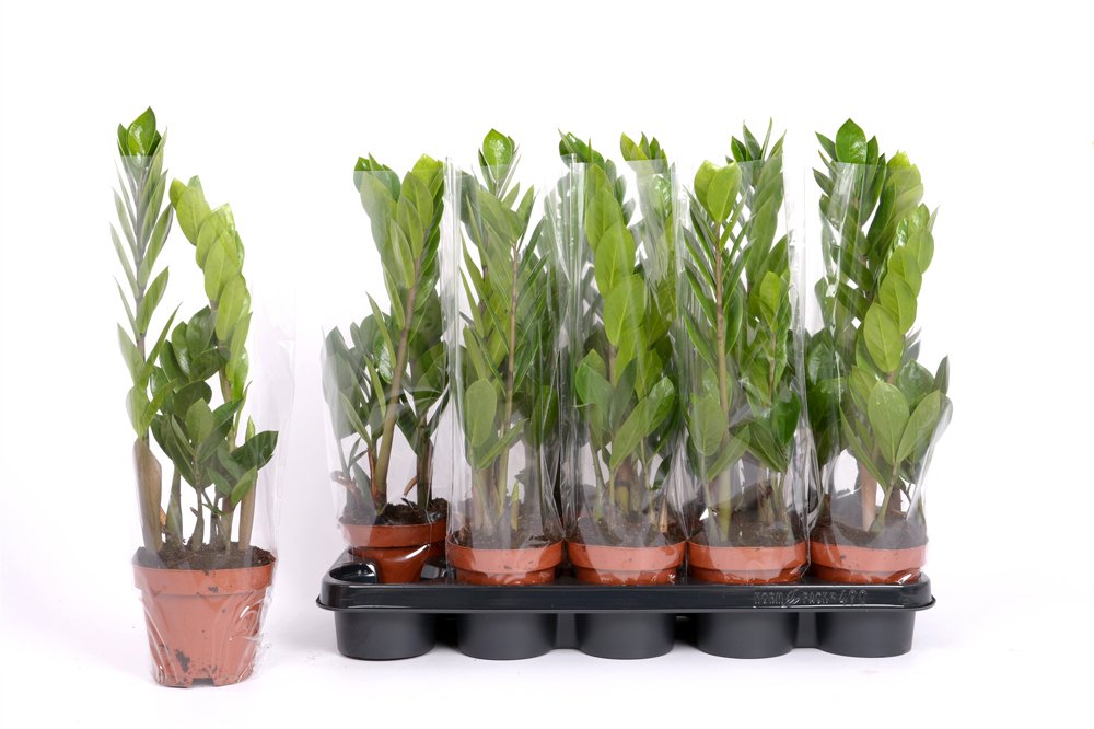 Kambarinis augalas, zamiokulkas, 5 -7 šakos, vazonėlio skersmuo 12 cm.