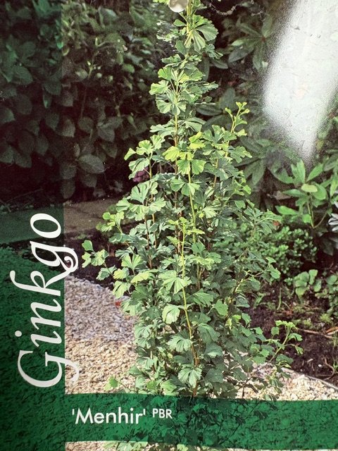 Dekoratyvinis medis, ginkmedis dviskiautis "Menhir", vazonėlio skersmuo 33 cm.