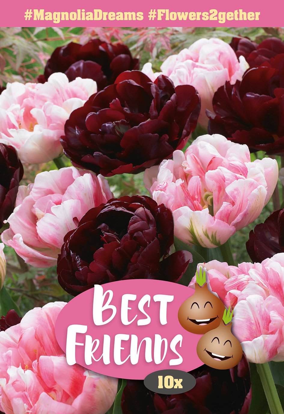 Gėlių svogūnėlių rinkinys Magnolia Dreams, 6 vnt., Best Friends, 80635311, (R)